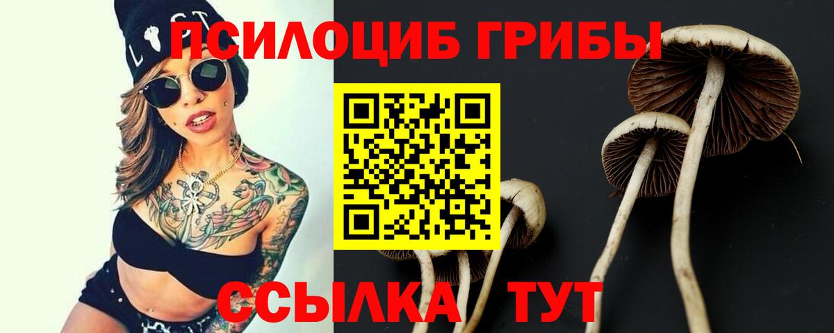 купить наркоту  Вход с VPN  Вятские Поляны  Псилоцибиновые грибы Cubensis  Псилоцибиновые грибы GOLDEN TEACHER 